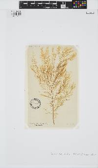 Desmarestia viridis image