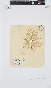 Desmarestia viridis image