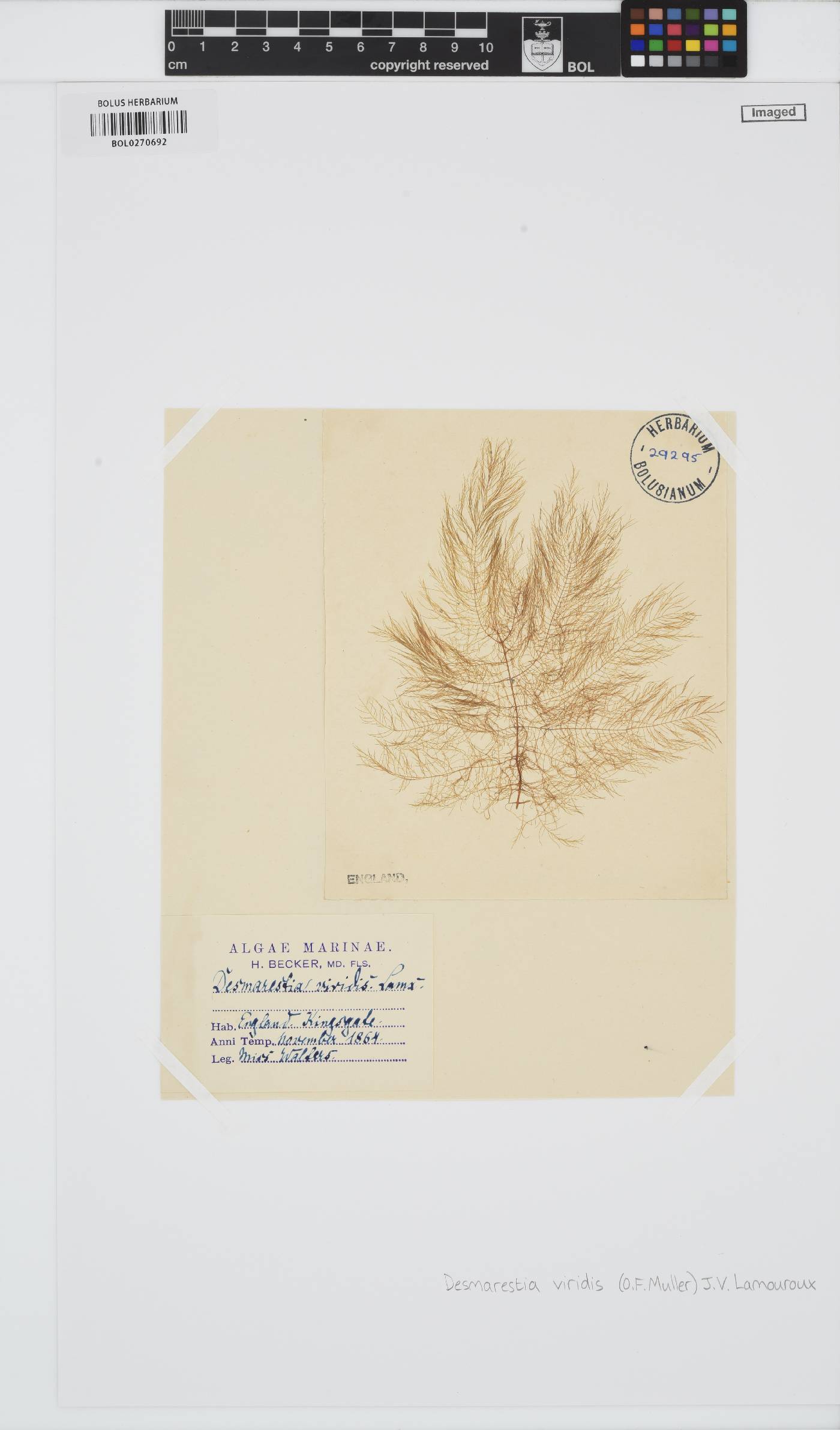 Desmarestiaceae image