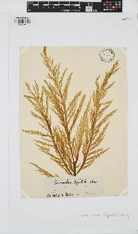 Desmarestia ligulata image