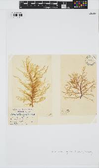 Desmarestia ligulata image