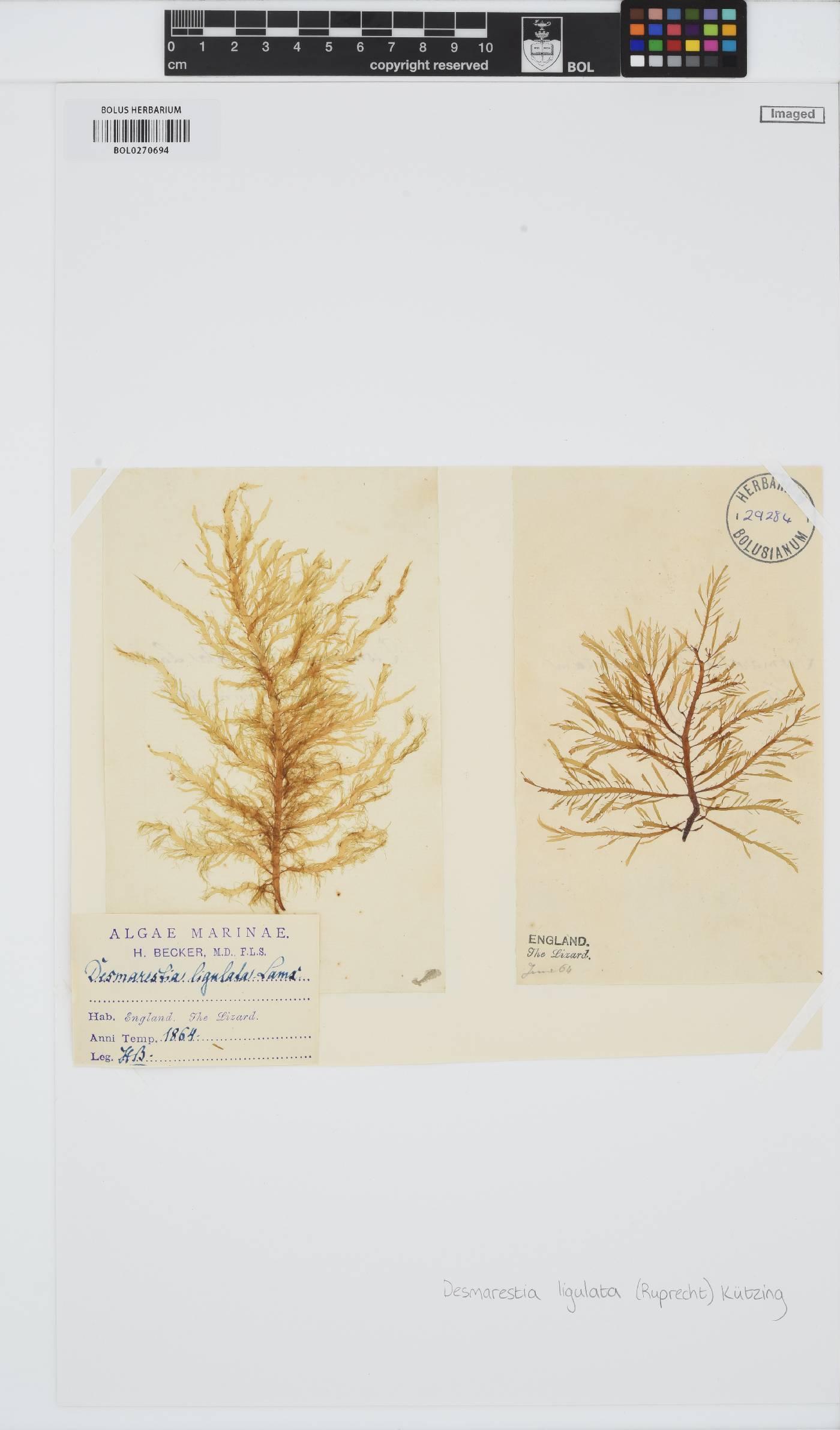 Desmarestia ligulata image