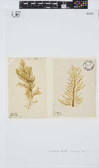 Desmarestia ligulata image