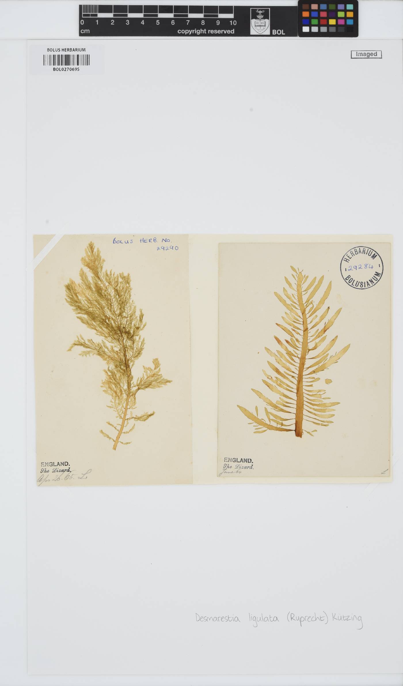 Desmarestia ligulata image