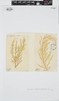 Desmarestia ligulata image