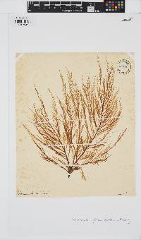 Desmarestia ligulata image