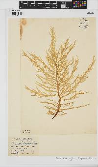 Desmarestia ligulata image