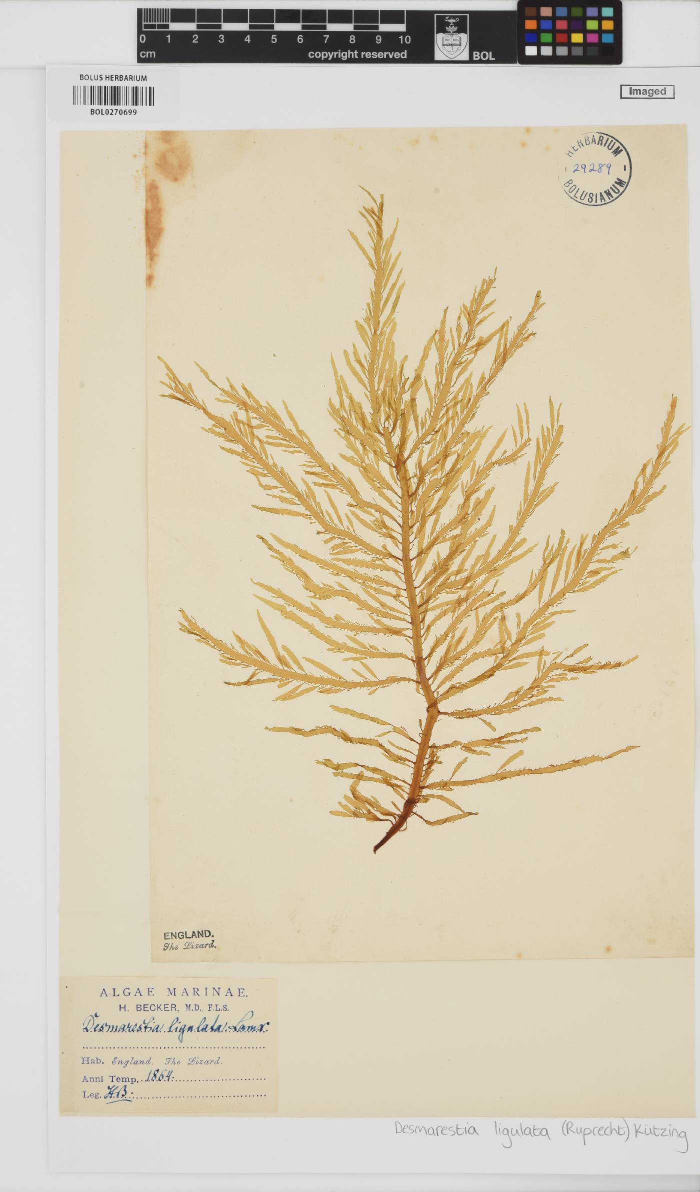 Desmarestia ligulata image