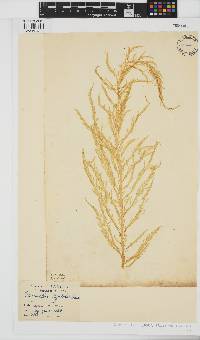 Desmarestia ligulata image