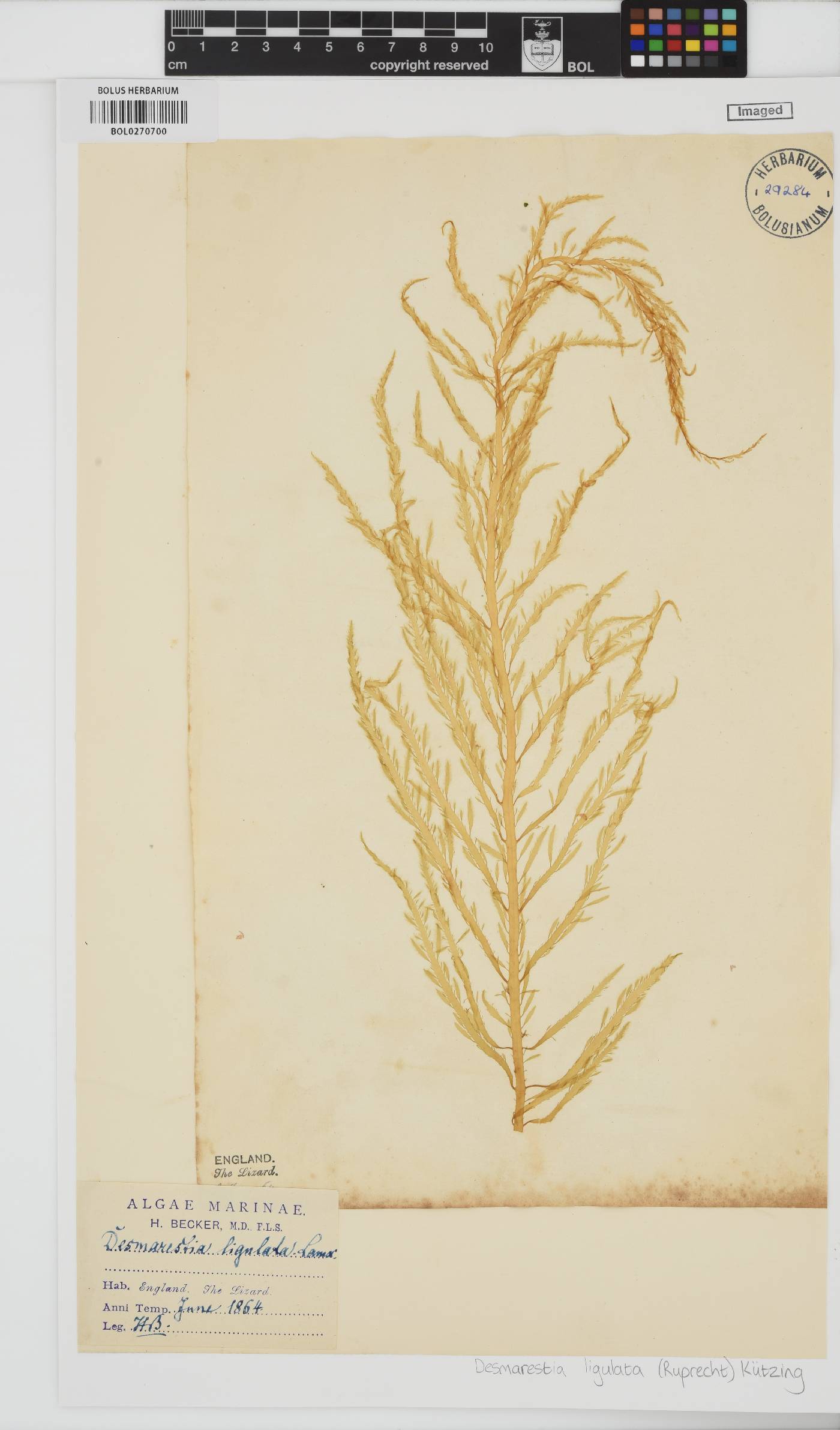 Desmarestia ligulata image