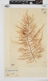 Desmarestia ligulata image