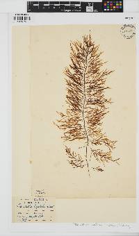 Desmarestia ligulata image