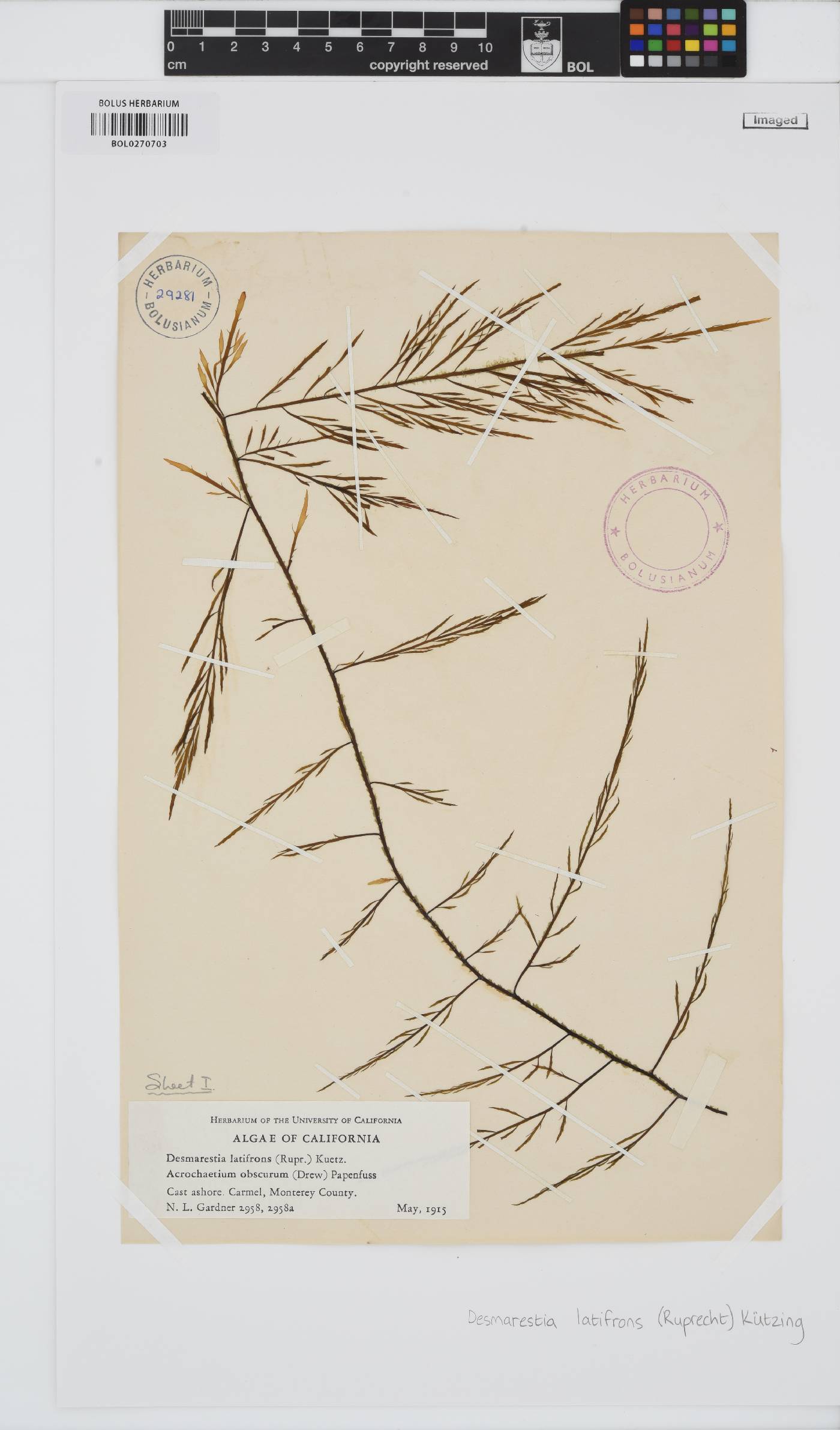 Desmarestia latifrons image