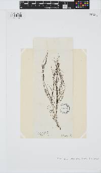 Desmarestia intermedia image