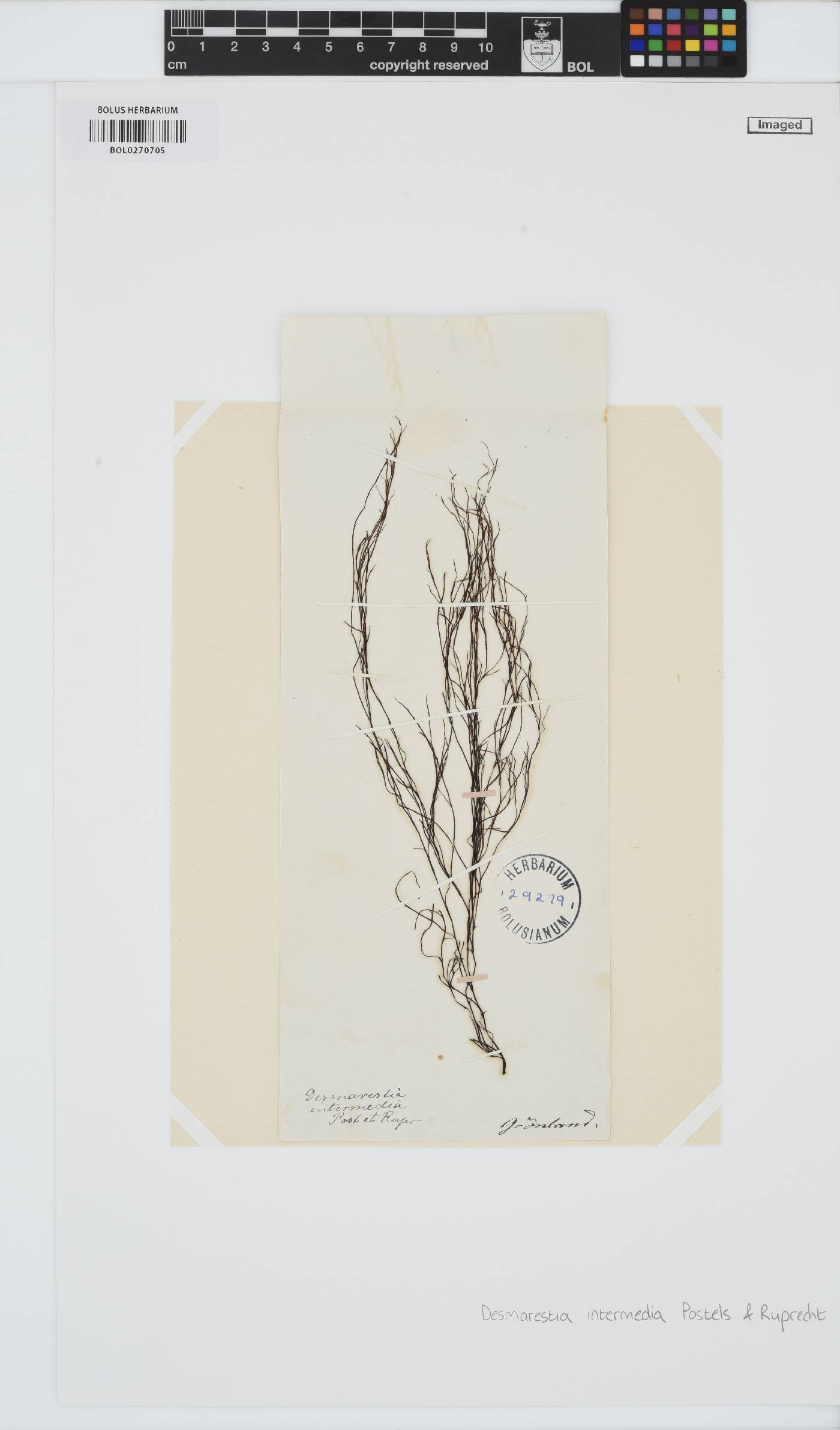 Desmarestia intermedia image