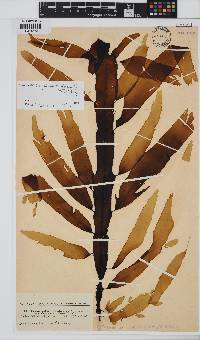 Desmarestia herbacea image