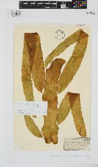 Desmarestia herbacea image