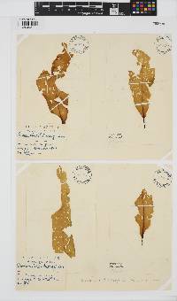 Desmarestia dudresnayi image