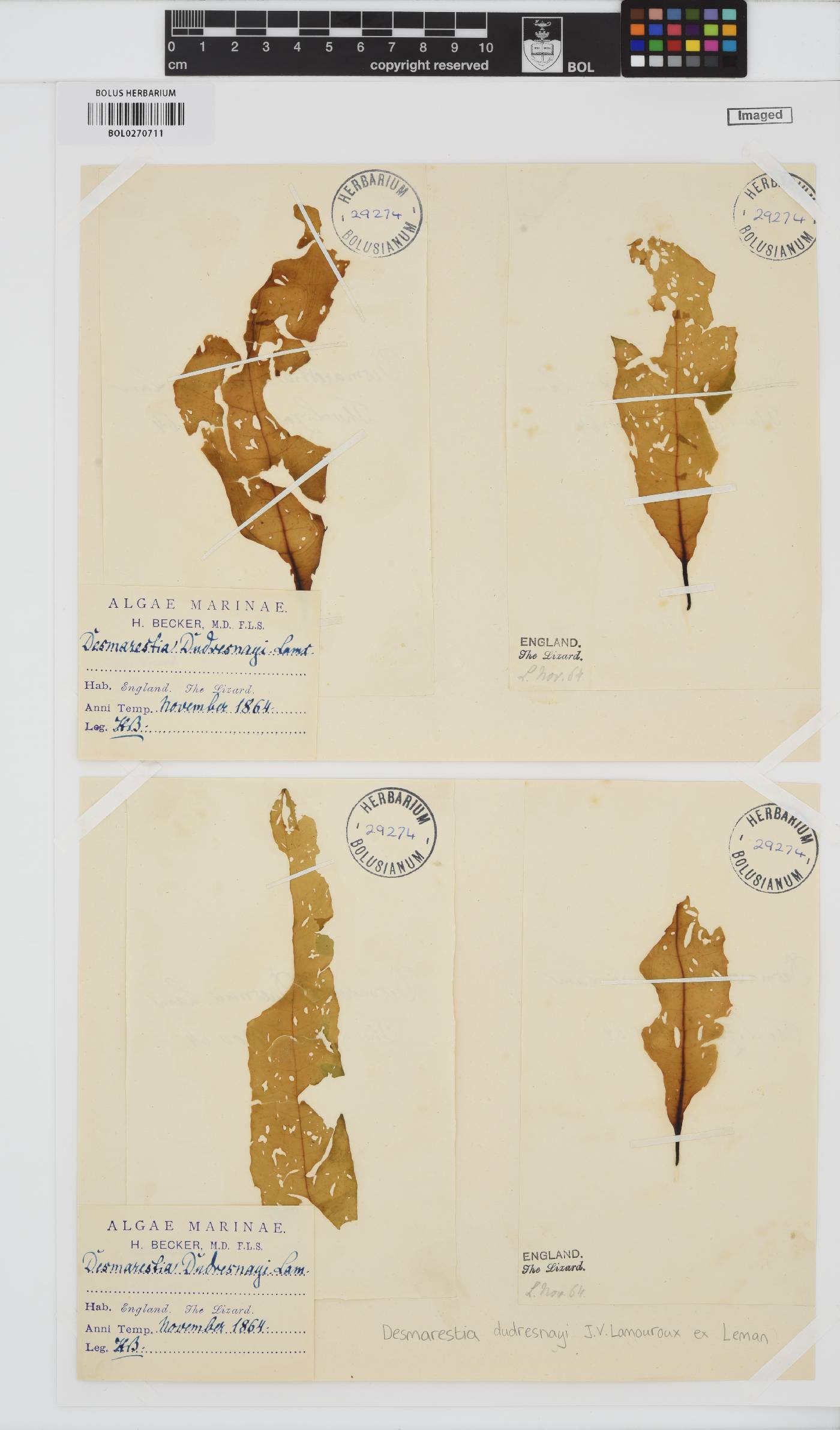 Desmarestia dudresnayi image