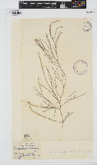 Desmarestia aculeata image