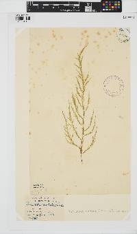 Desmarestia aculeata image