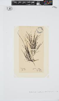Desmarestia aculeata image