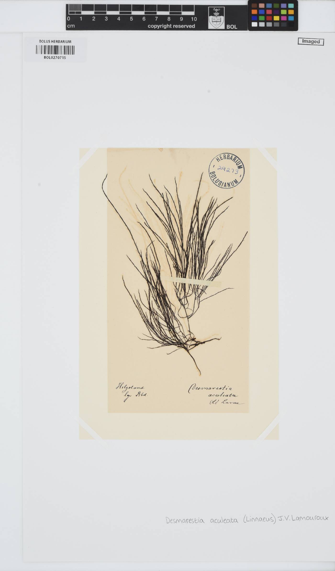 Desmarestia aculeata image