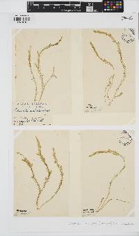 Desmarestia aculeata image