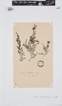 Polycladia myrica image
