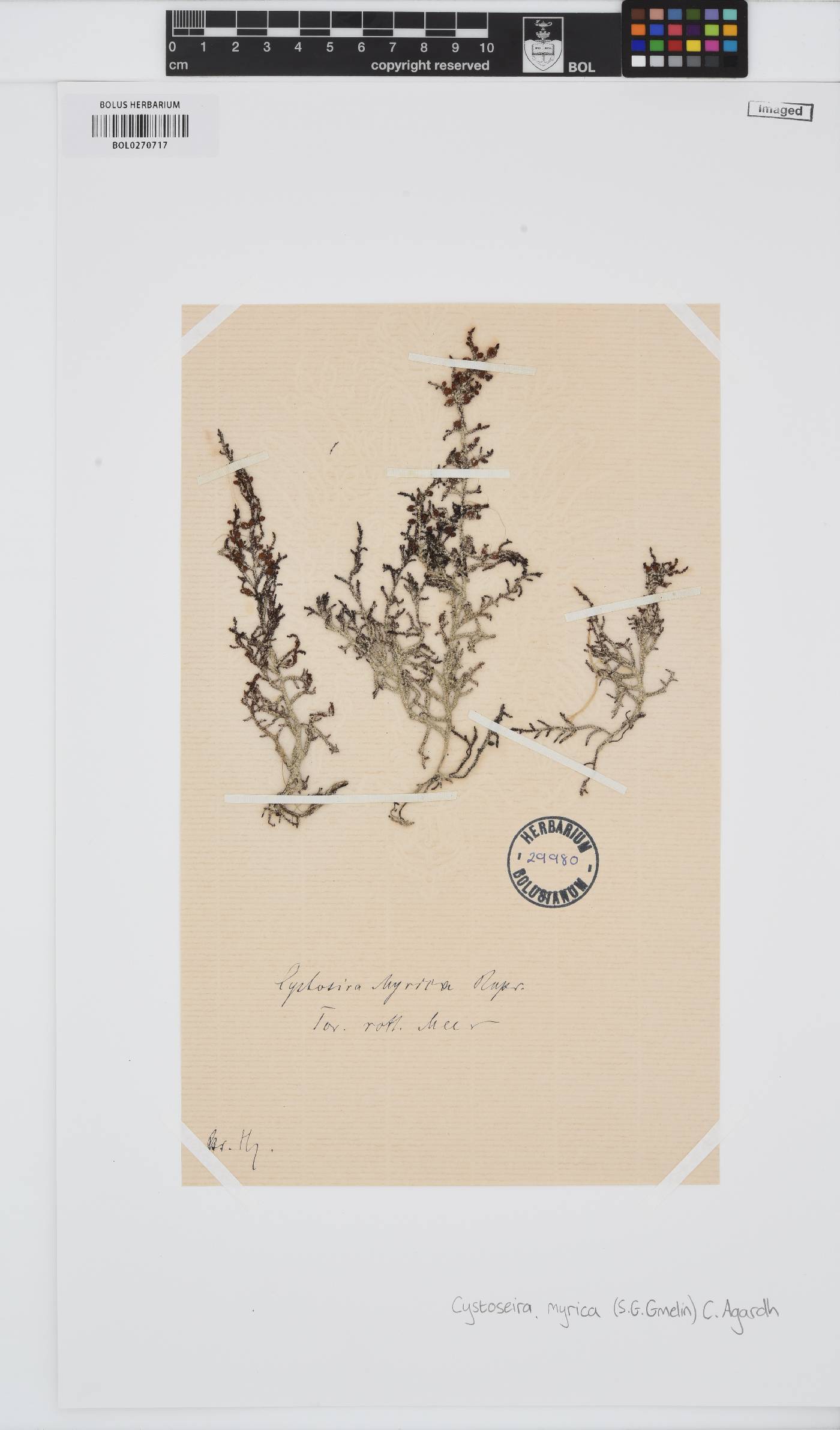 Polycladia myrica image