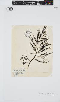 Gongolaria usneoides image
