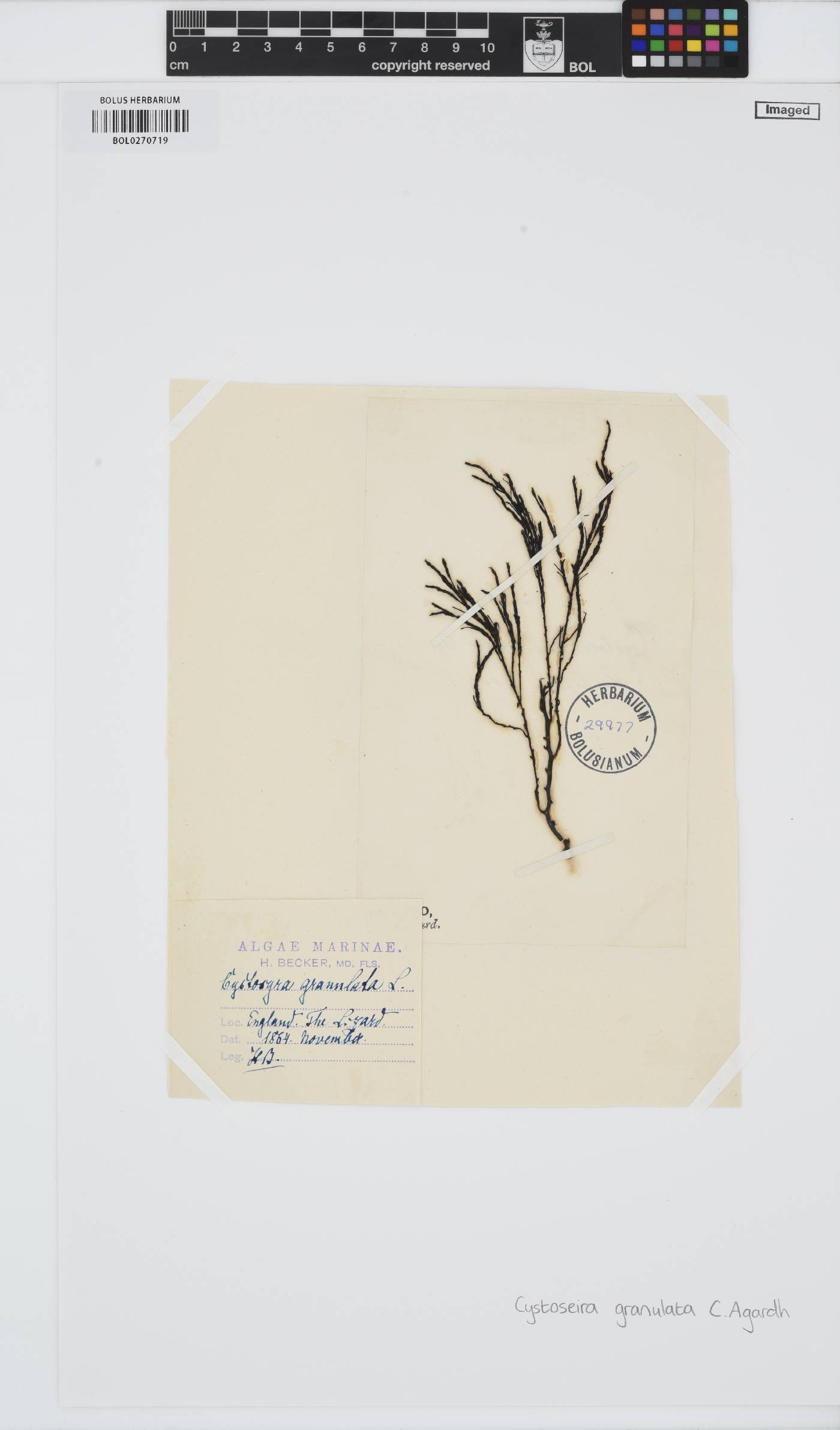 Gongolaria usneoides image
