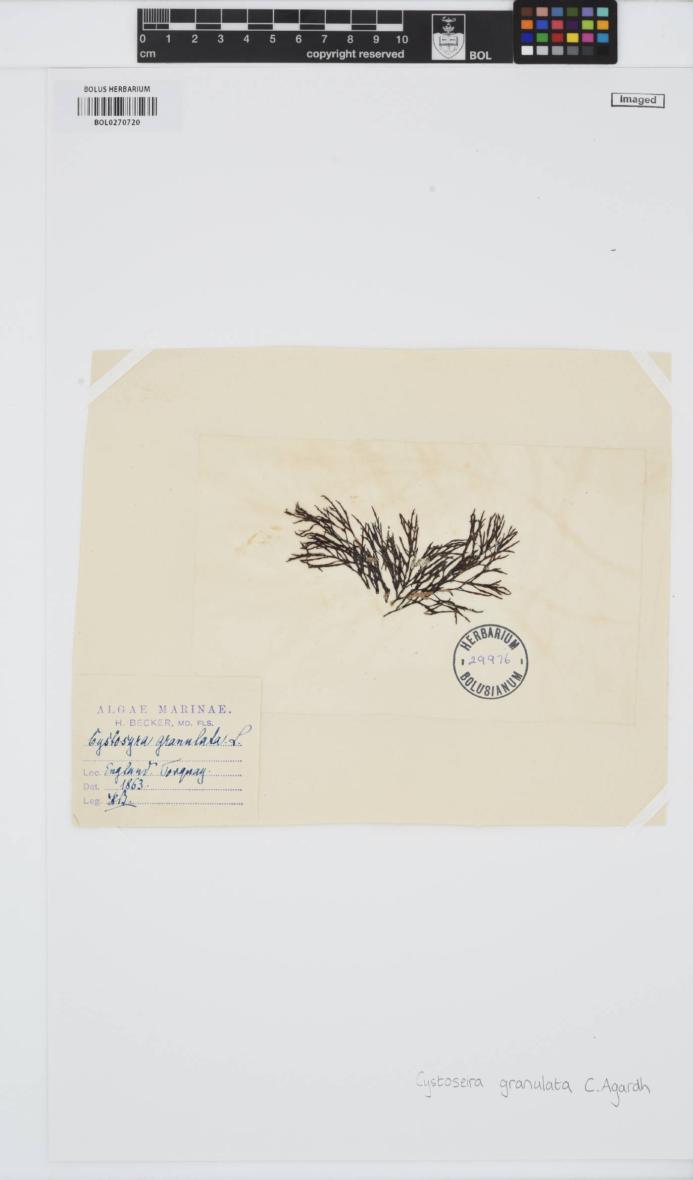 Gongolaria usneoides image
