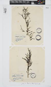 Gongolaria baccata image