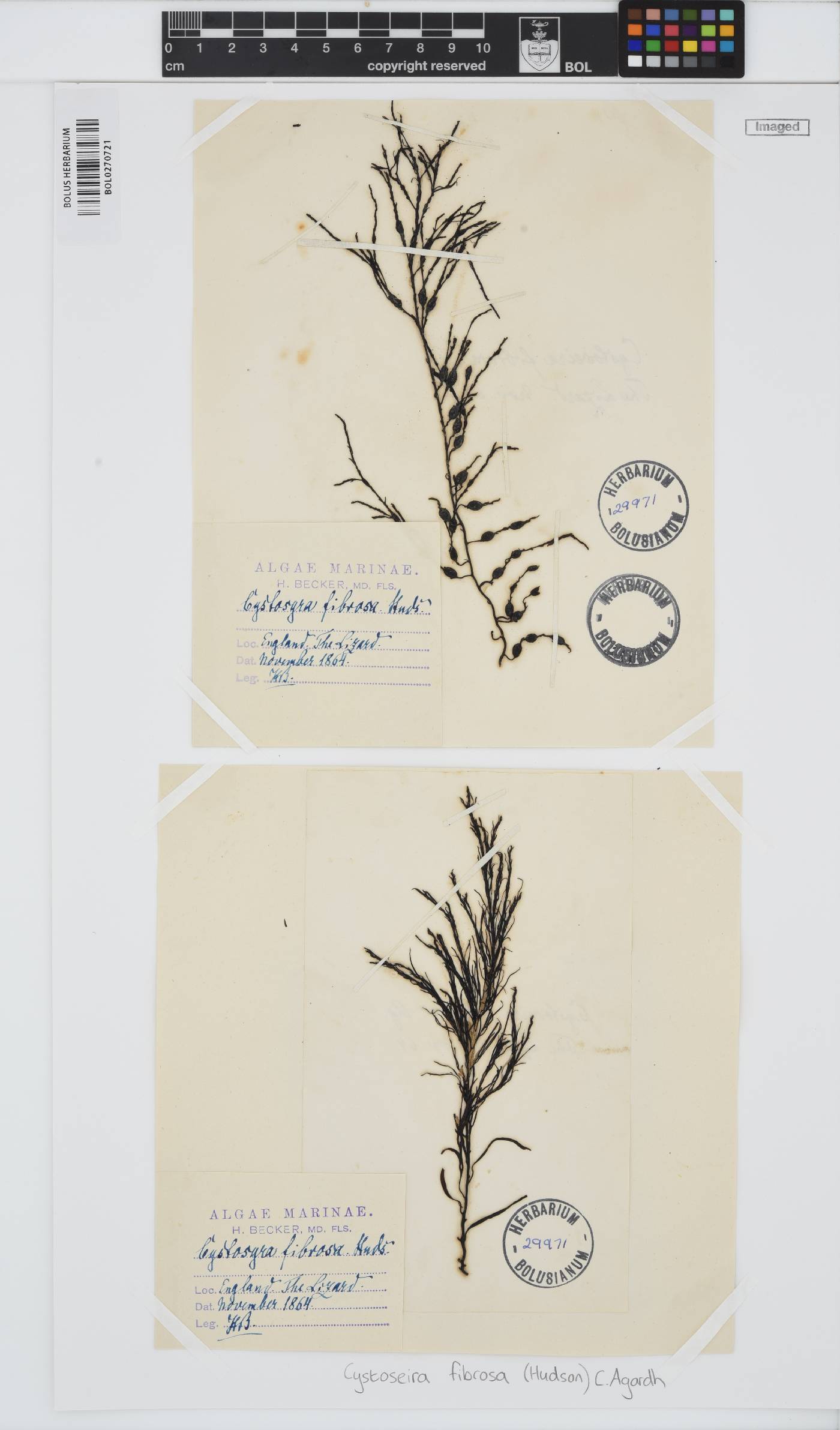 Gongolaria baccata image