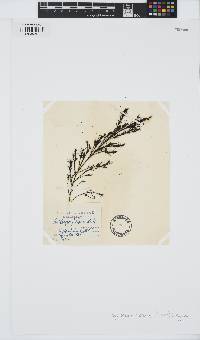 Gongolaria baccata image