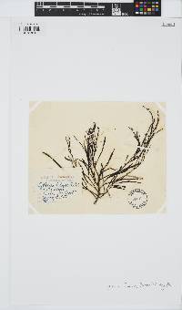 Gongolaria baccata image