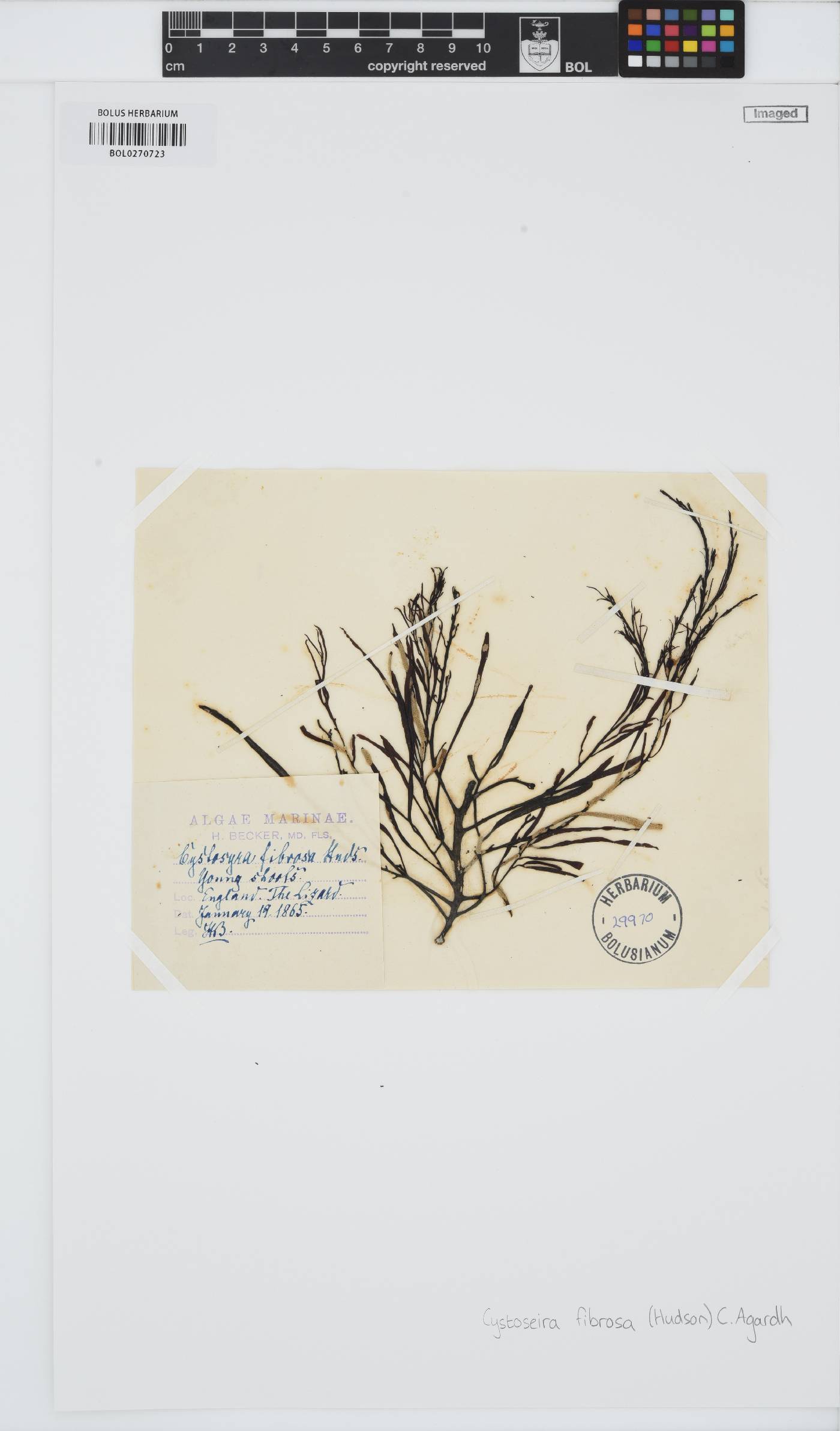 Gongolaria baccata image