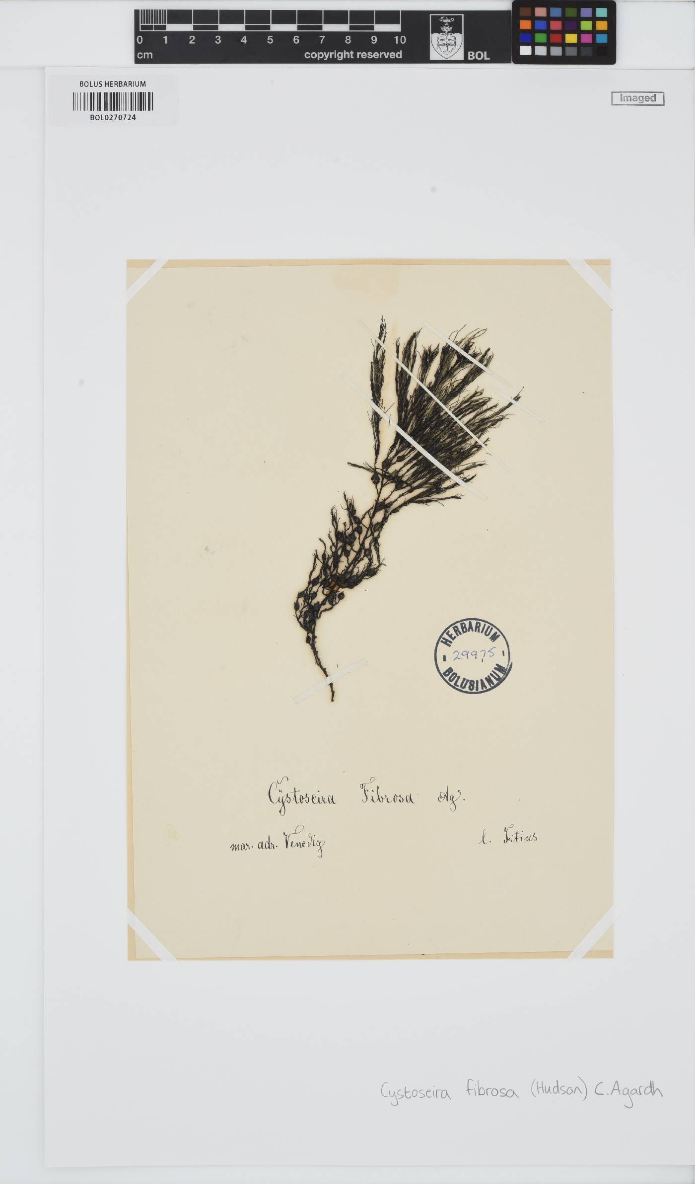 Gongolaria baccata image