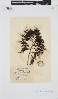 Gongolaria baccata image
