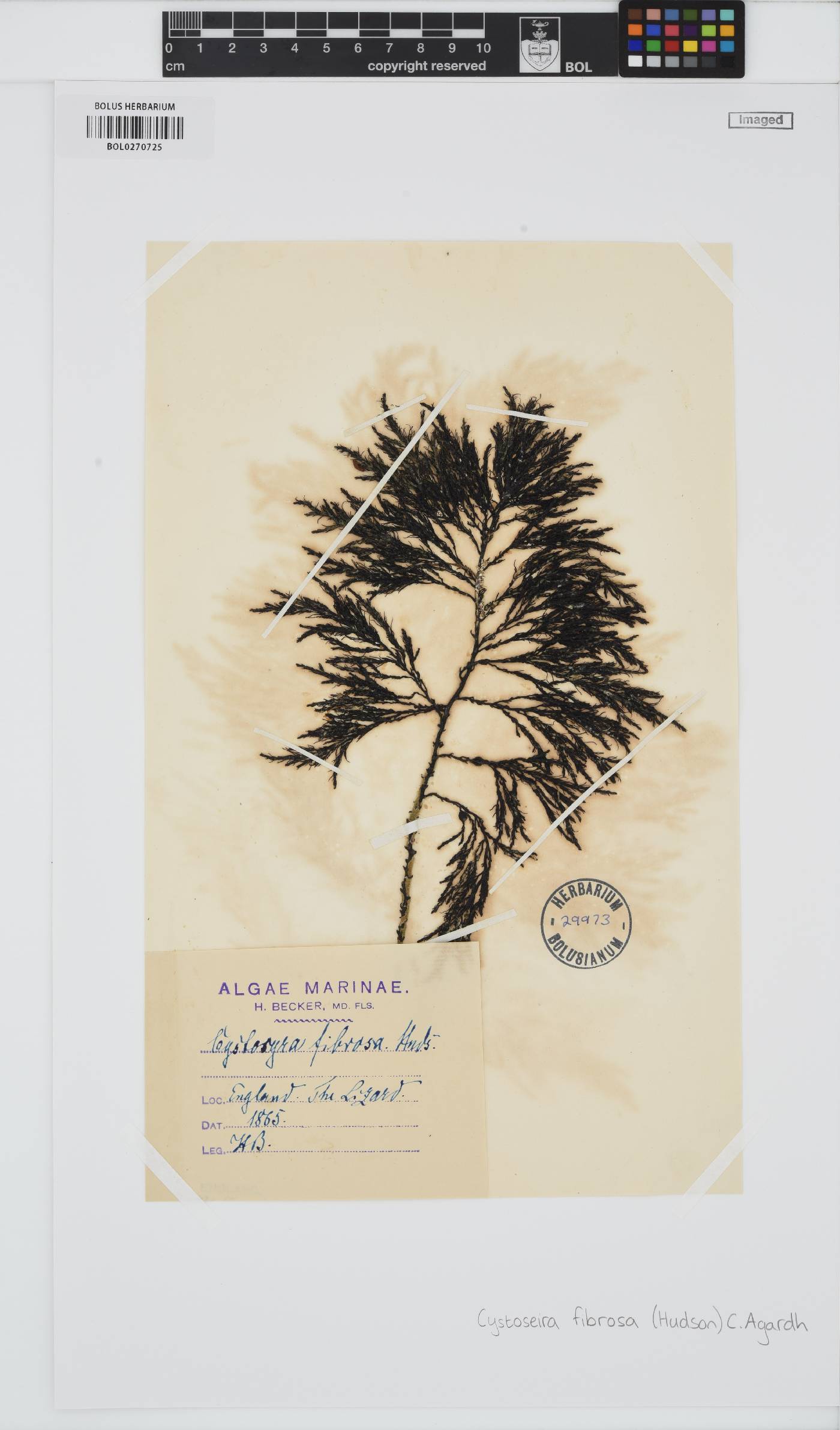 Gongolaria baccata image
