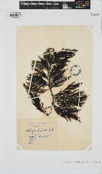 Gongolaria baccata image