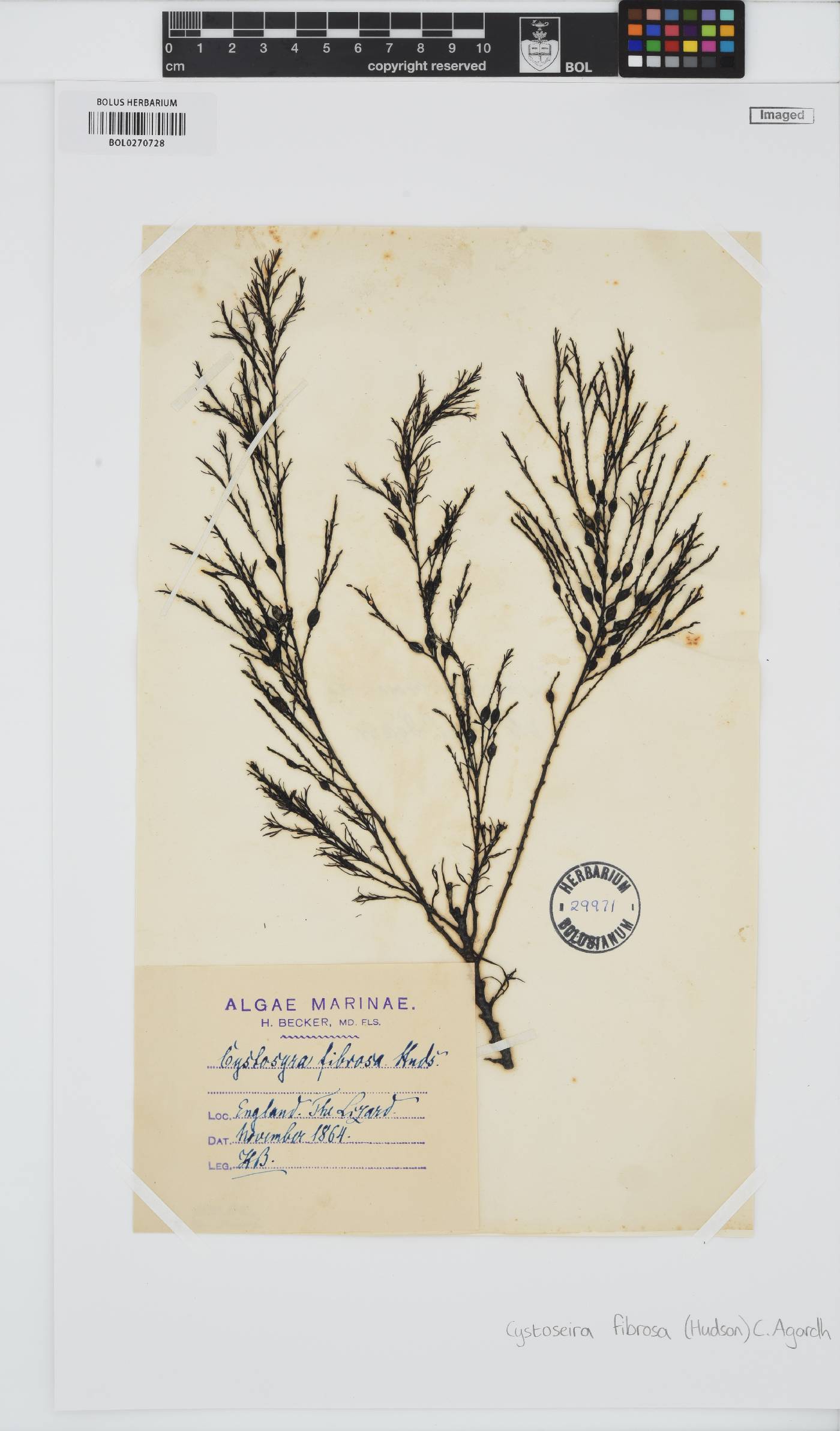 Gongolaria baccata image