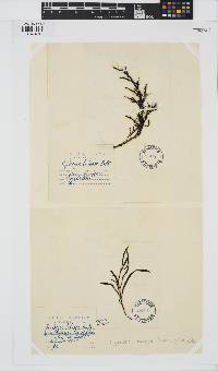 Gongolaria baccata image