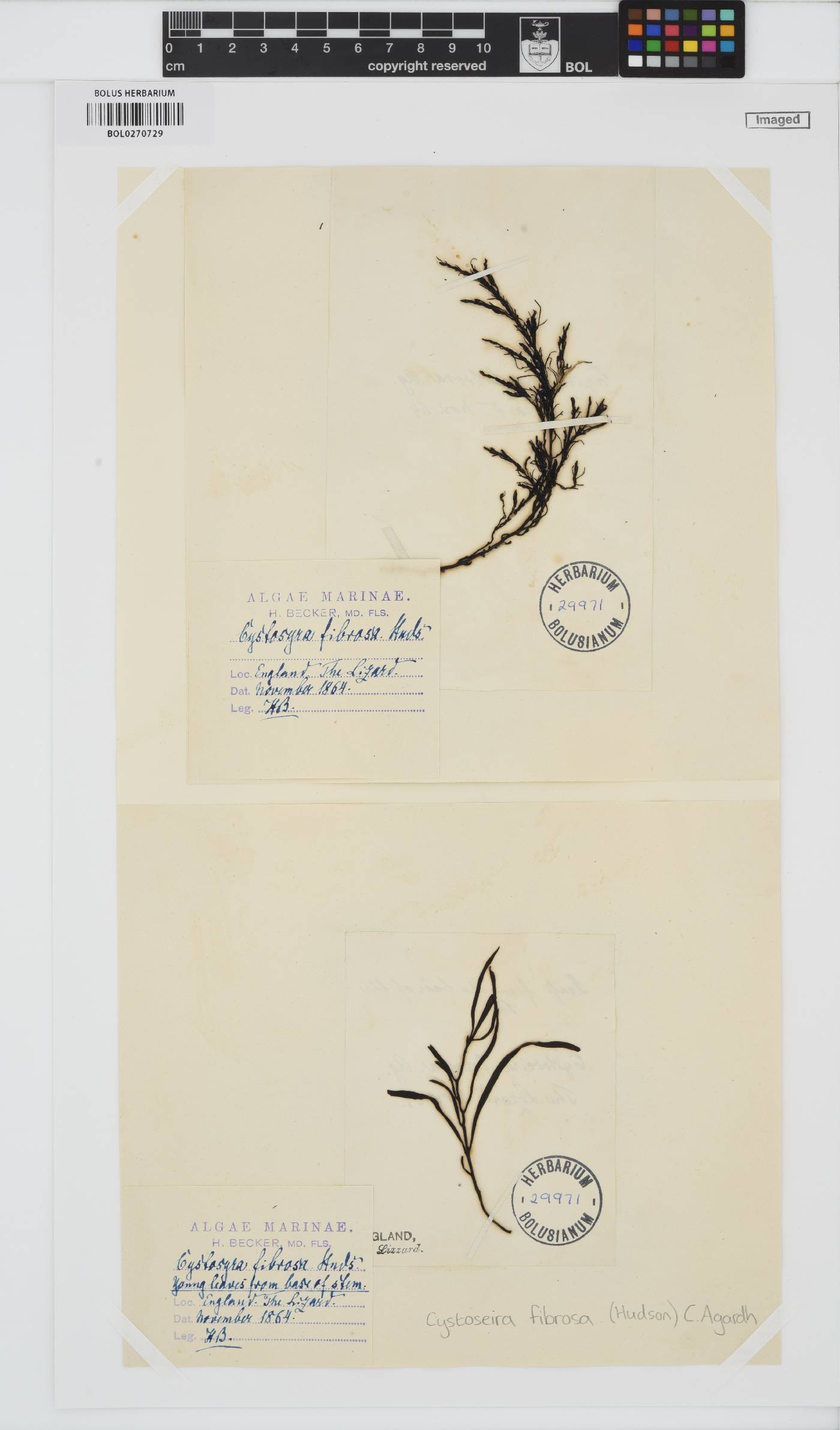 Gongolaria baccata image