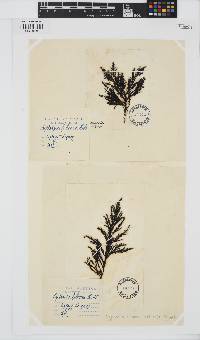Gongolaria baccata image