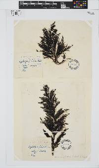 Gongolaria baccata image