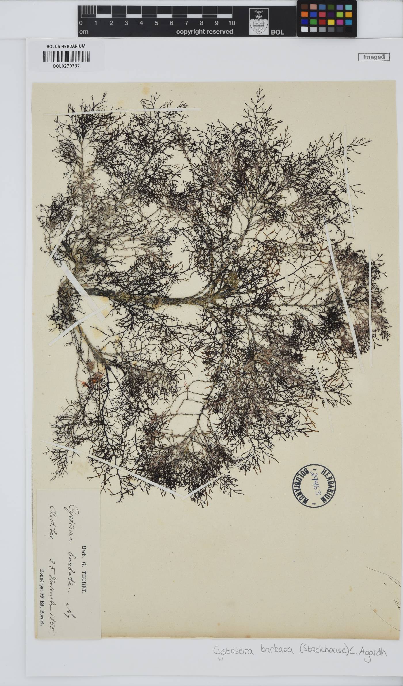 Gongolaria barbata image