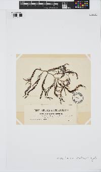 Gongolaria barbata image