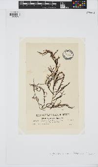 Gongolaria barbata image